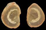 Worm (Didontogaster) Fossil (Pos/Neg) - Mazon Creek #113224-1